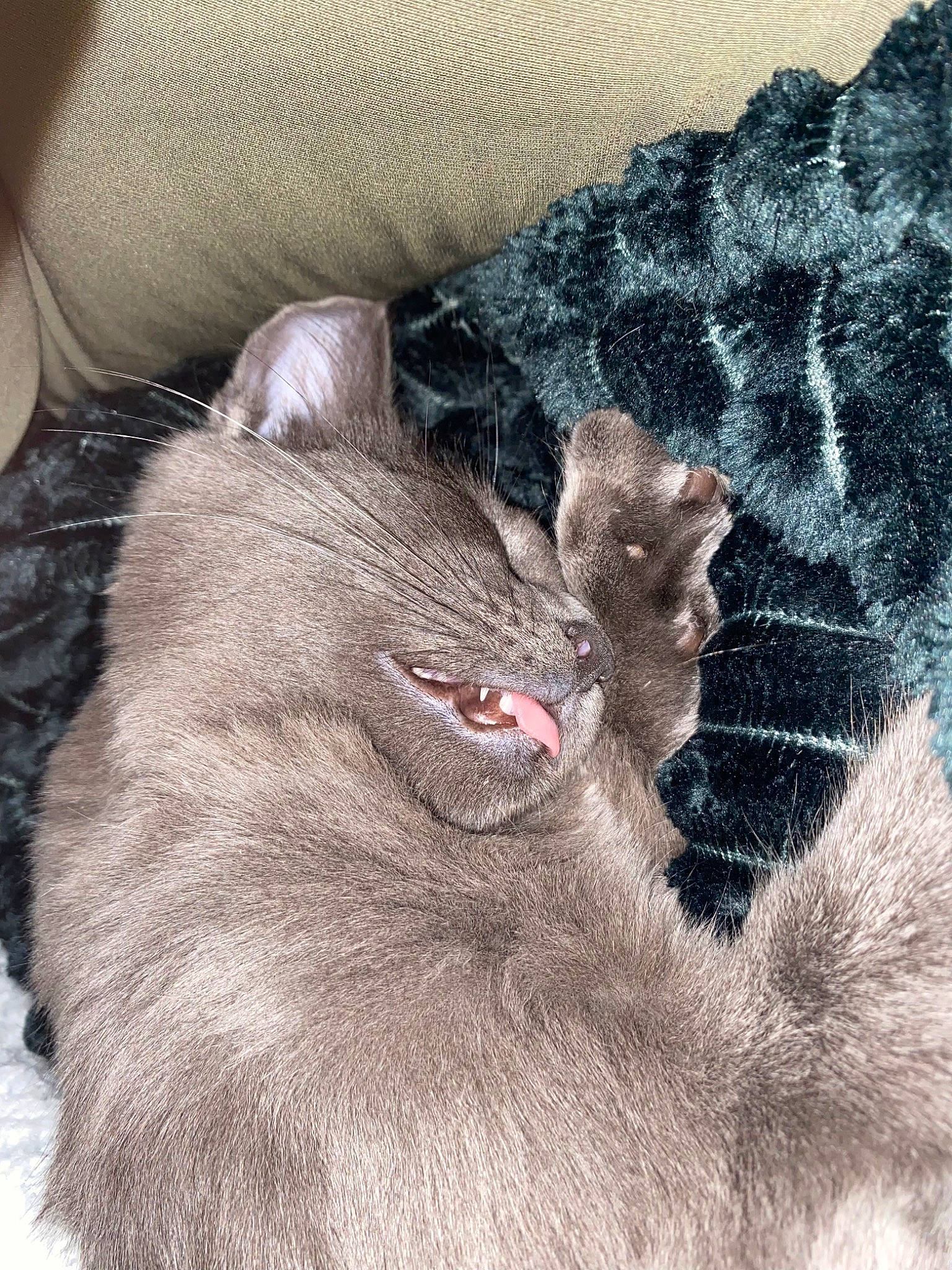 Nala a rejoint le concours — aidez-le/la à gagner de superbes lots ! canidae, carnivore, cat, claw, dog_breed, domestic_short_haired_cat, fang, felidae, fur, gesture, grey, jaw, paw, small_to_medium_sized_cats, snout, terrestrial_animal, whiskers, working_animal, yawn