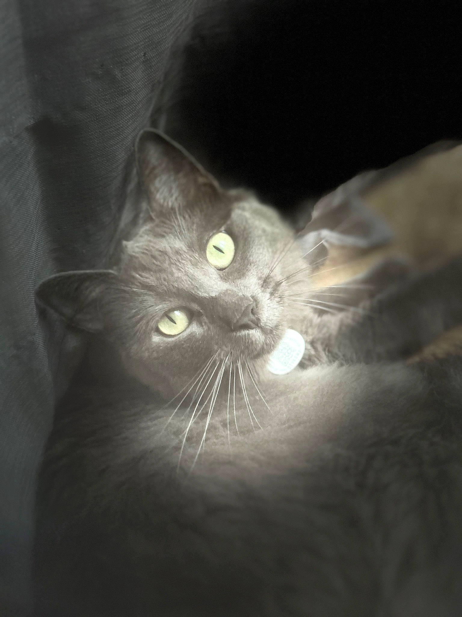 Nala participe au concours pour gagner de l'argent avec cette photo : black_cat, carnivore, cat, comfort, darkness, domestic_short_haired_cat, ear, felidae, fur, grey, monochrome, monochrome_photography, small_to_medium_sized_cats, snout, tail, terrestrial_animal, whiskers