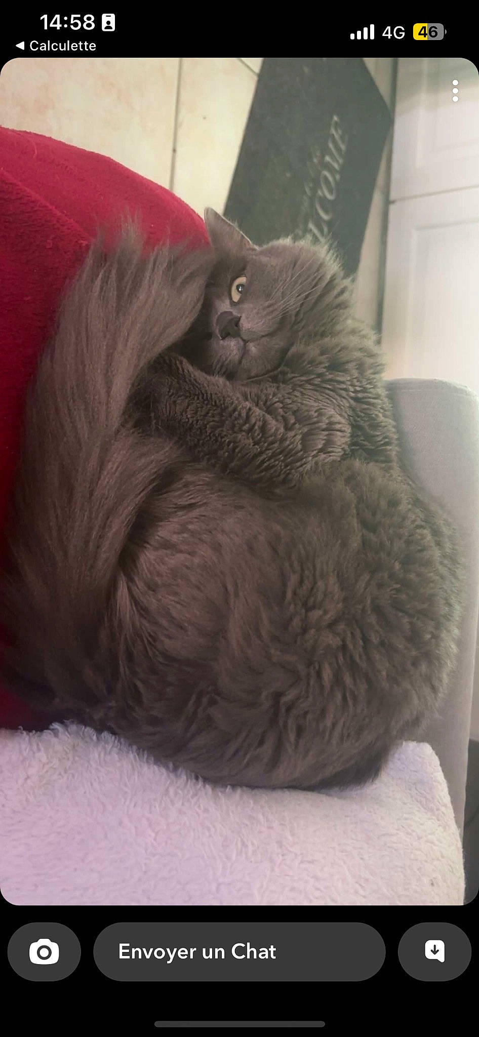 Nala participe au concours pour gagner de l'argent avec cette photo : black_cat, british_longhair, carnivore, cat, chartreux, claw, comfort, domestic_short_haired_cat, fawn, felidae, fur, grey, liver, nap, paw, small_to_medium_sized_cats, snout, tail, terrestrial_animal, whiskers