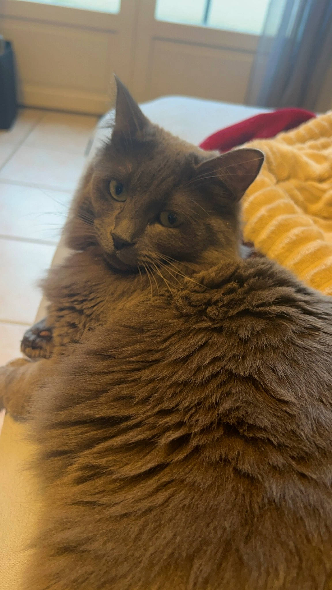 Nala participe au concours pour gagner de l'argent avec cette photo : black_cat, carnivore, cat, chartreux, claw, comfort, domestic_short_haired_cat, fawn, felidae, fur, grey, paw, small_to_medium_sized_cats, snout, tail, terrestrial_animal, whiskers