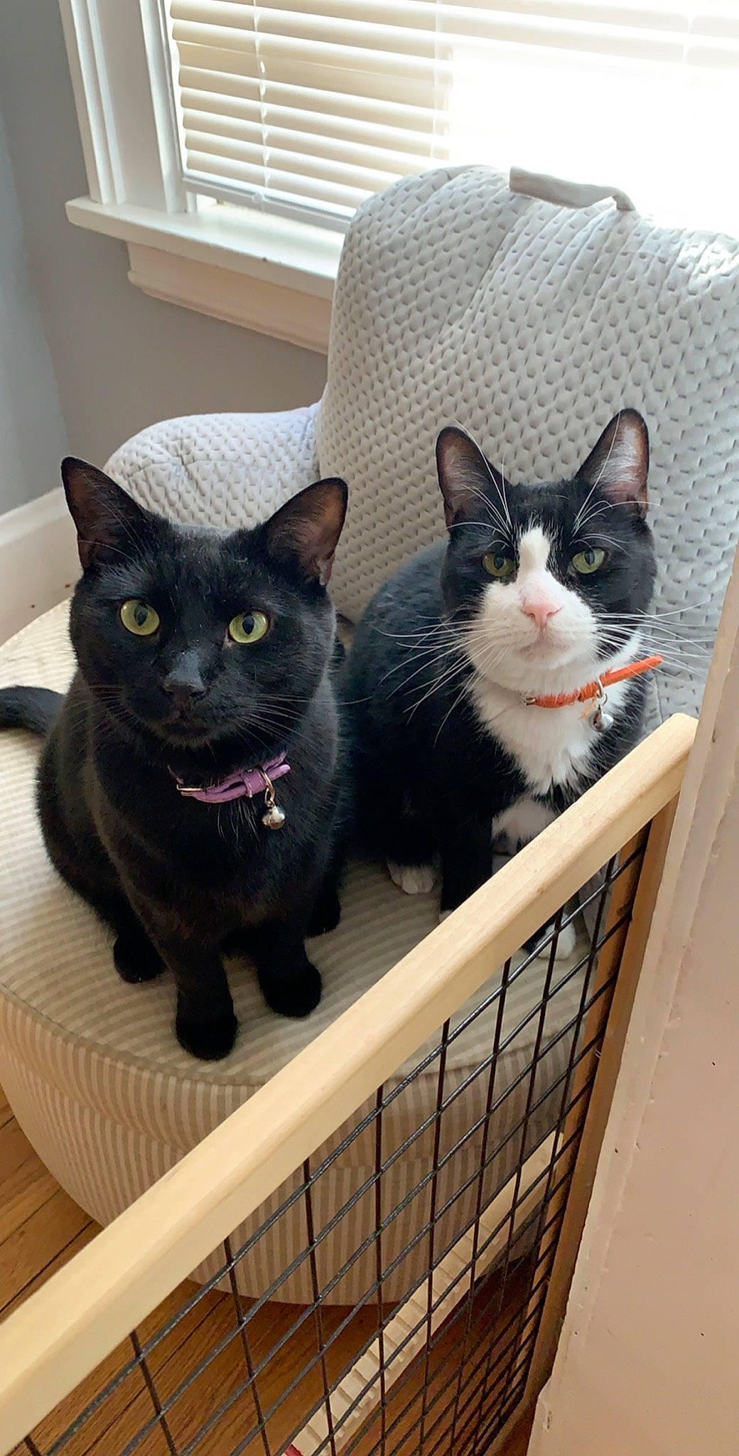 Jake And Titan joined the competition — help win amazing prizes! asian, black_cat, carnivore, cat, domestic_short_haired_cat, european_shorthair, felidae, kitten, mammal, polydactyl_cat, small_to_medium_sized_cats, whiskers