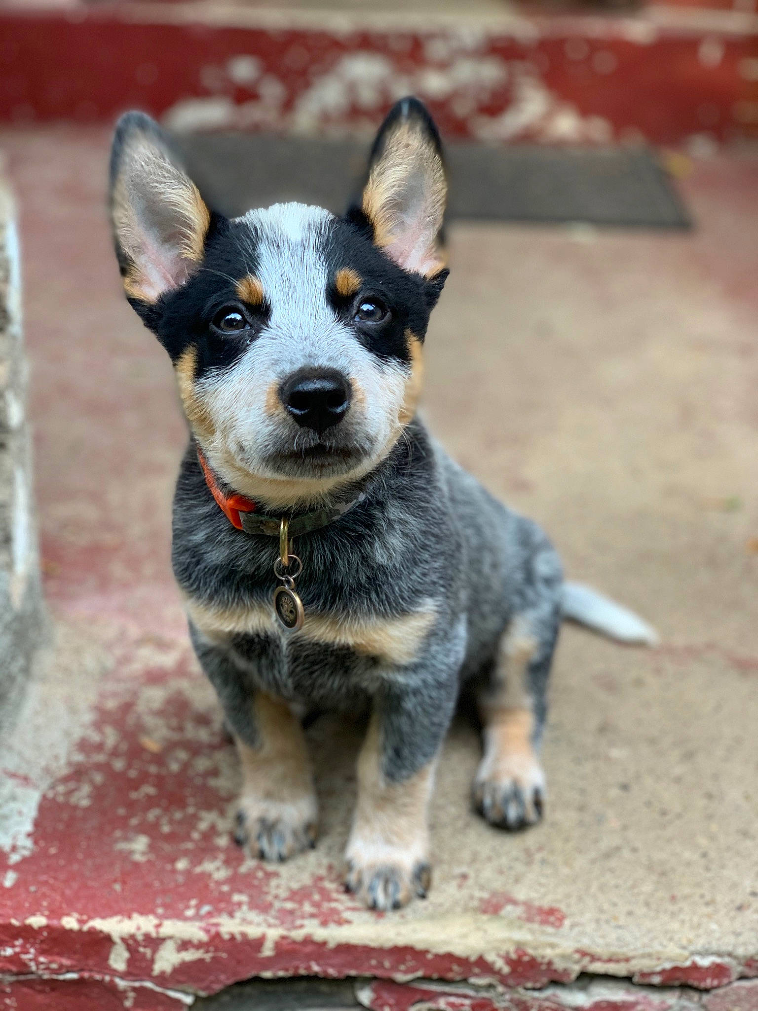 Beaux is registered to the contest to win money with this photo: australian_cattle_dog, australian_stumpy_tail_cattle_dog, canidae, carnivore, dog, dog_breed, herding_dog, lancashire_heeler, mammal, puppy, rare_breed_dog, snout, sporting_group, texas_heeler, vertebrate, whiskers, working_dog