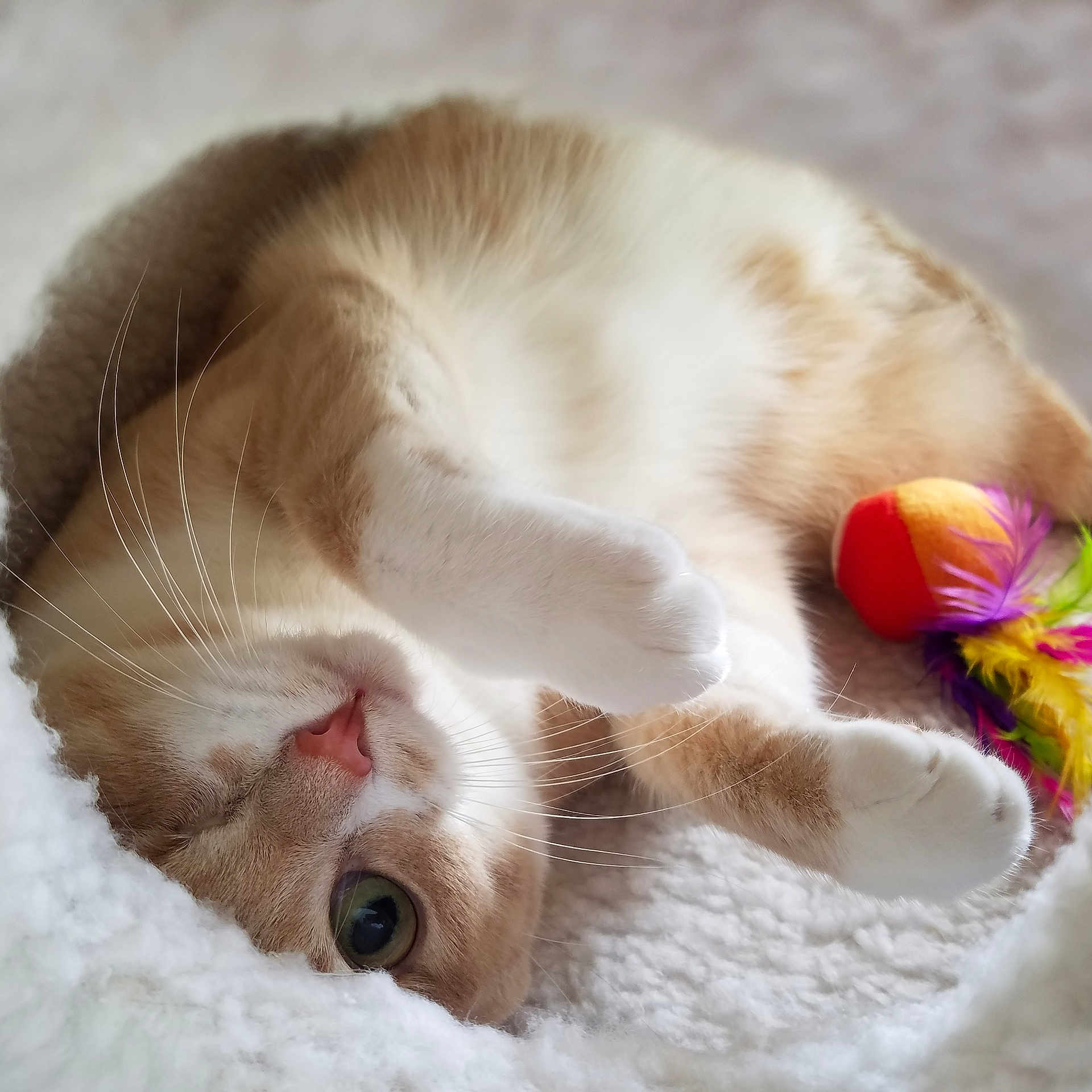 Twinks joined the competition — help win amazing prizes! carnivore, cat, ear, european_shorthair, eye, fawn, felidae, fur, kitten, nap, nose, paw, ragamuffin, ragdoll, sleep, small_to_medium_sized_cats, snout, tail, whiskers