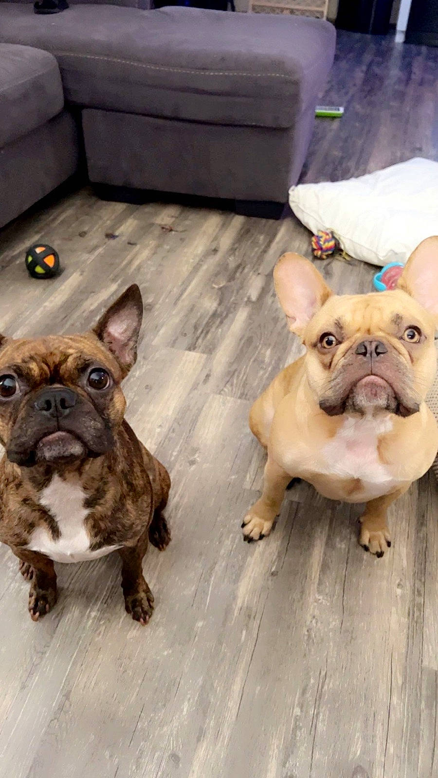 Coco is registered to the contest to win money with this photo: bulldog, canidae, carnivore, companion_dog, couch, dog, dog_breed, ear, fawn, flooring, french_bulldog, liver, mammal, snout, sporting_group, terrestrial_animal, toy_dog, vertebrate, working_animal, wrinkle