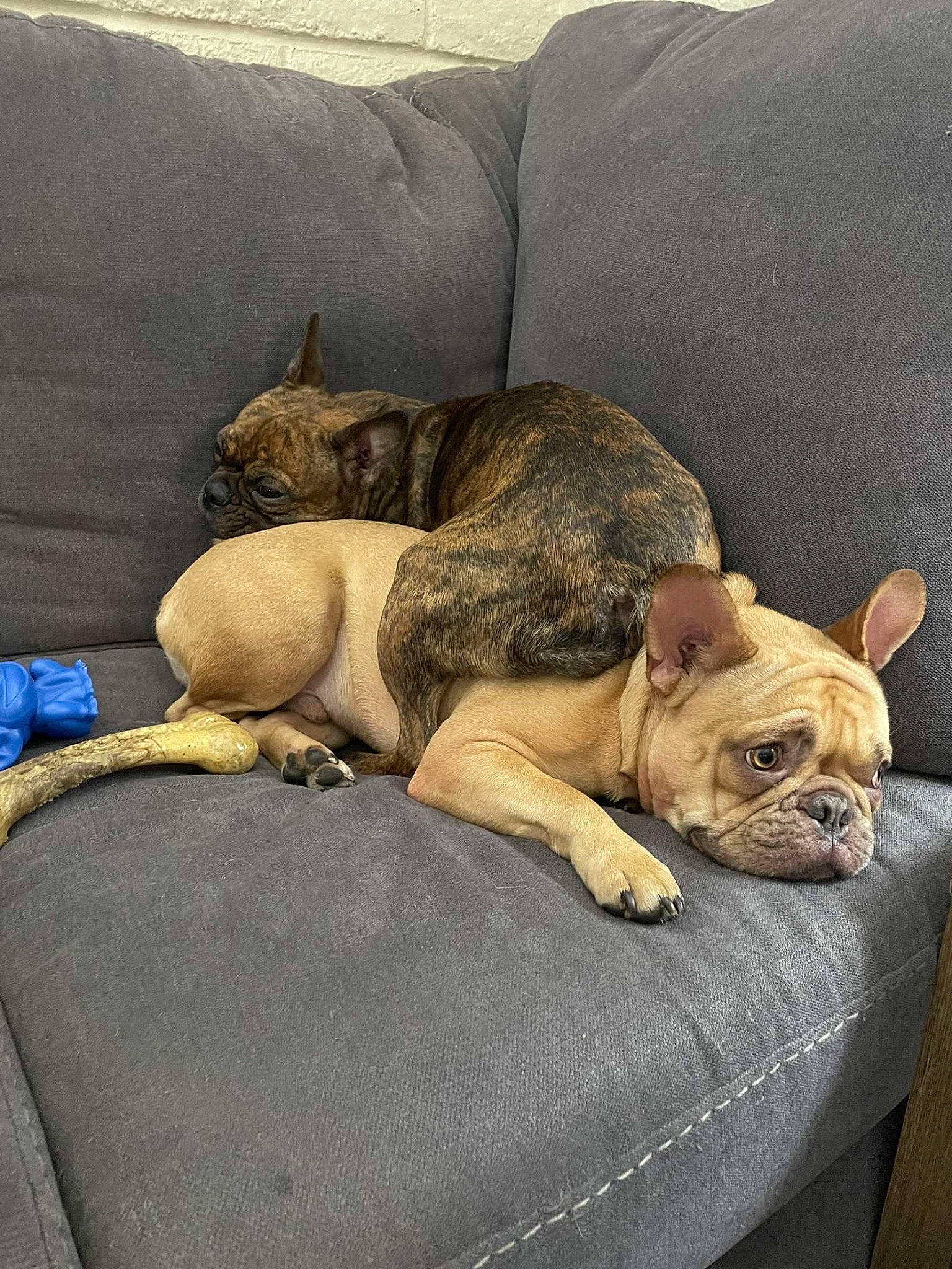 Coco joined the competition — help win amazing prizes! bulldog, canidae, carnivore, comfort, companion_dog, dog, dog_breed, fawn, felidae, fur, nap, non_sporting_group, snout, sporting_group, terrestrial_animal, toy_dog, whiskers, working_animal, wrinkle