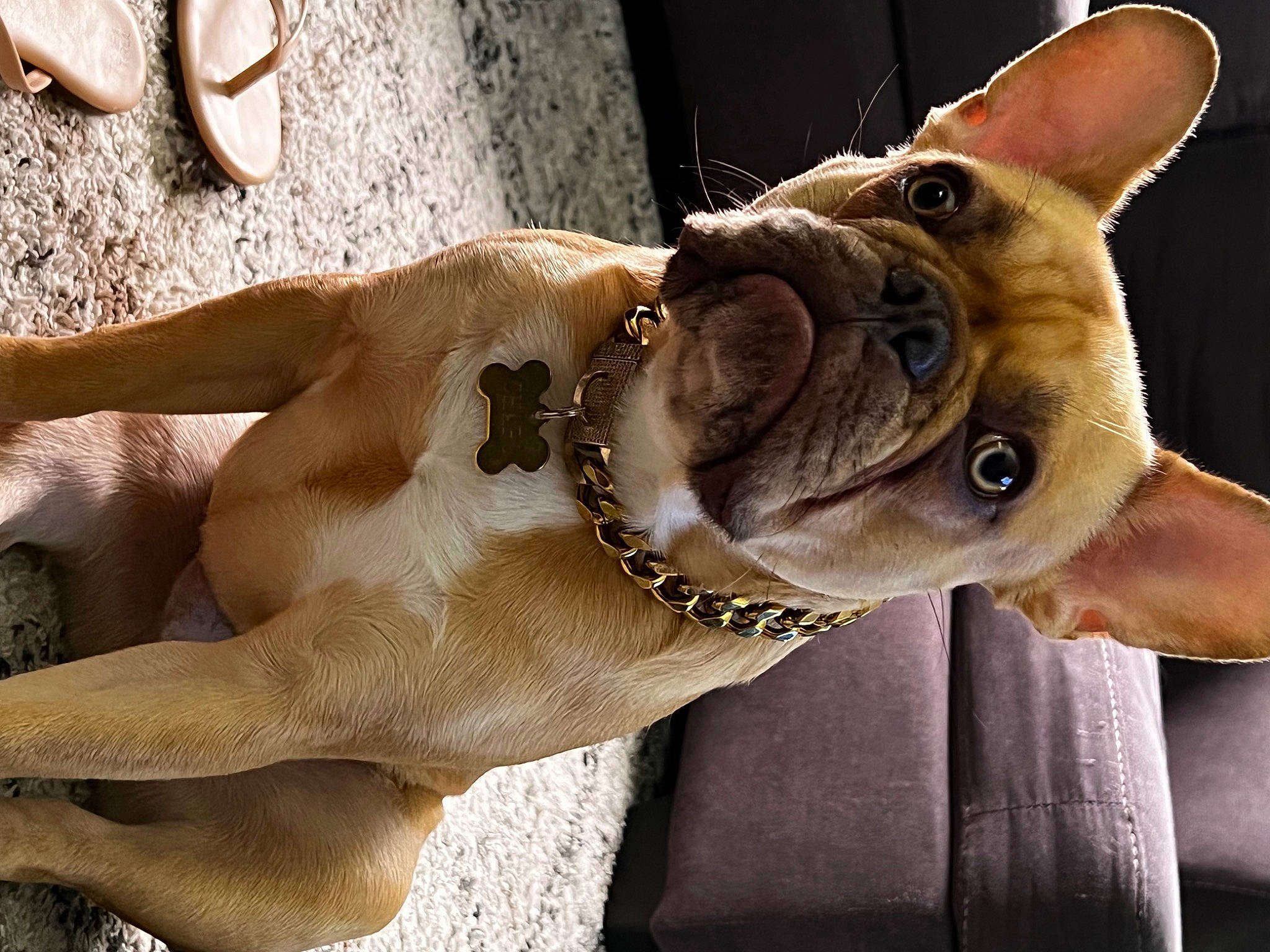 Chapo is registered to the contest to win money with this photo: canidae, carnivore, collar, companion_dog, dog, dog_breed, dog_collar, dog_supply, ear, eyewear, fawn, liver, pet_supply, snout, sporting_group, sunglasses, toy_dog, whiskers, working_animal, wrinkle