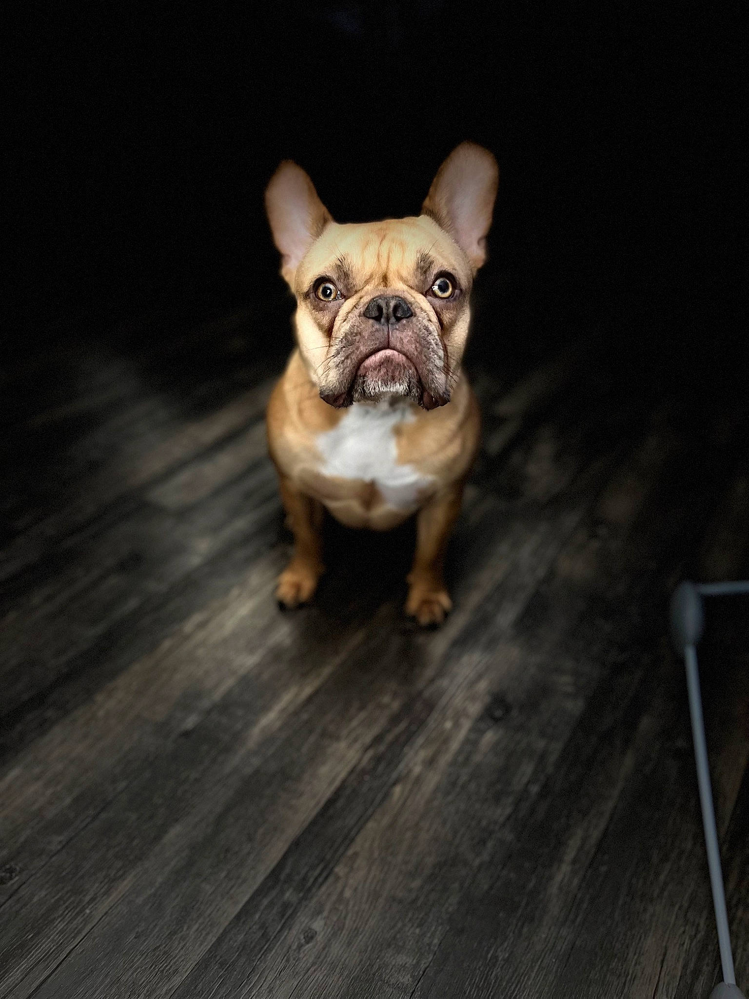 Chapo joined the competition — help win amazing prizes! boston_terrier, canidae, carnivore, companion_dog, dog, dog_breed, fawn, felidae, flash_photography, flooring, french_bulldog, hardwood, snout, sporting_group, tail, terrestrial_animal, toy_dog, whiskers, wood, working_animal