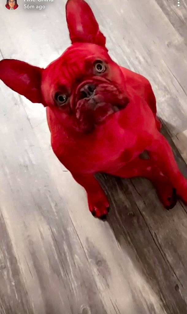 Chapo joined the competition — help win amazing prizes! bulldog, canidae, carmine, carnivore, companion_dog, dog, dog_breed, dog_supply, electric_blue, fawn, liver, pet_supply, pug, sporting_group, terrestrial_animal, toy, whiskers, wood, working_animal, wrinkle