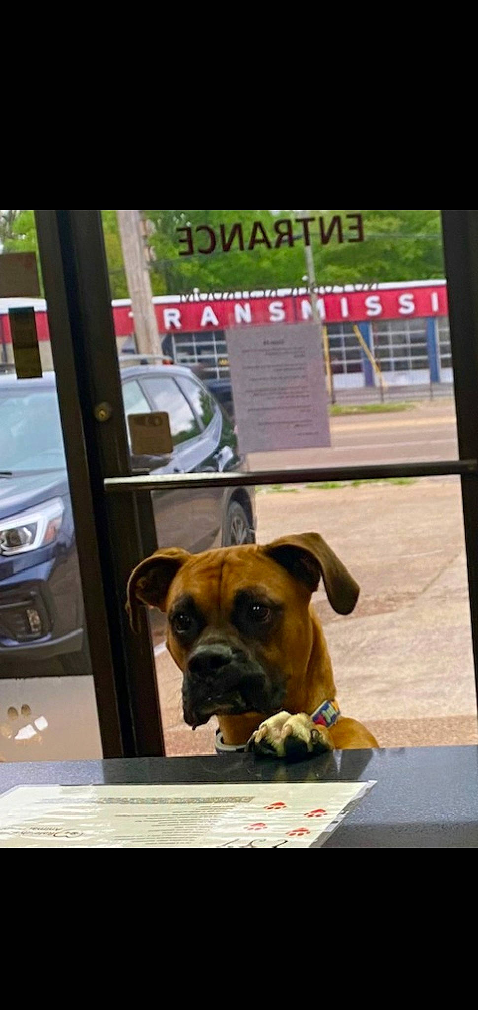 Apollo Creede Hurd is registered to the contest to win money with this photo: black_mouth_cur, boxer, bullmastiff, canidae, carnivore, companion_dog, dog, dog_breed, fawn, mammal, puppy, snout, working_dog