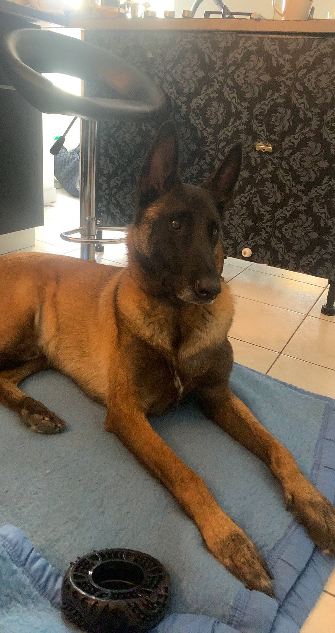 Omalley a rejoint le concours — aidez-le/la à gagner de superbes lots ! ancient_dog_breeds, canidae, carnivore, companion_dog, dog, dog_breed, fawn, flooring, fur, guard_dog, liver, non_sporting_group, snout, sporting_group, tail, television, working_animal, working_dog