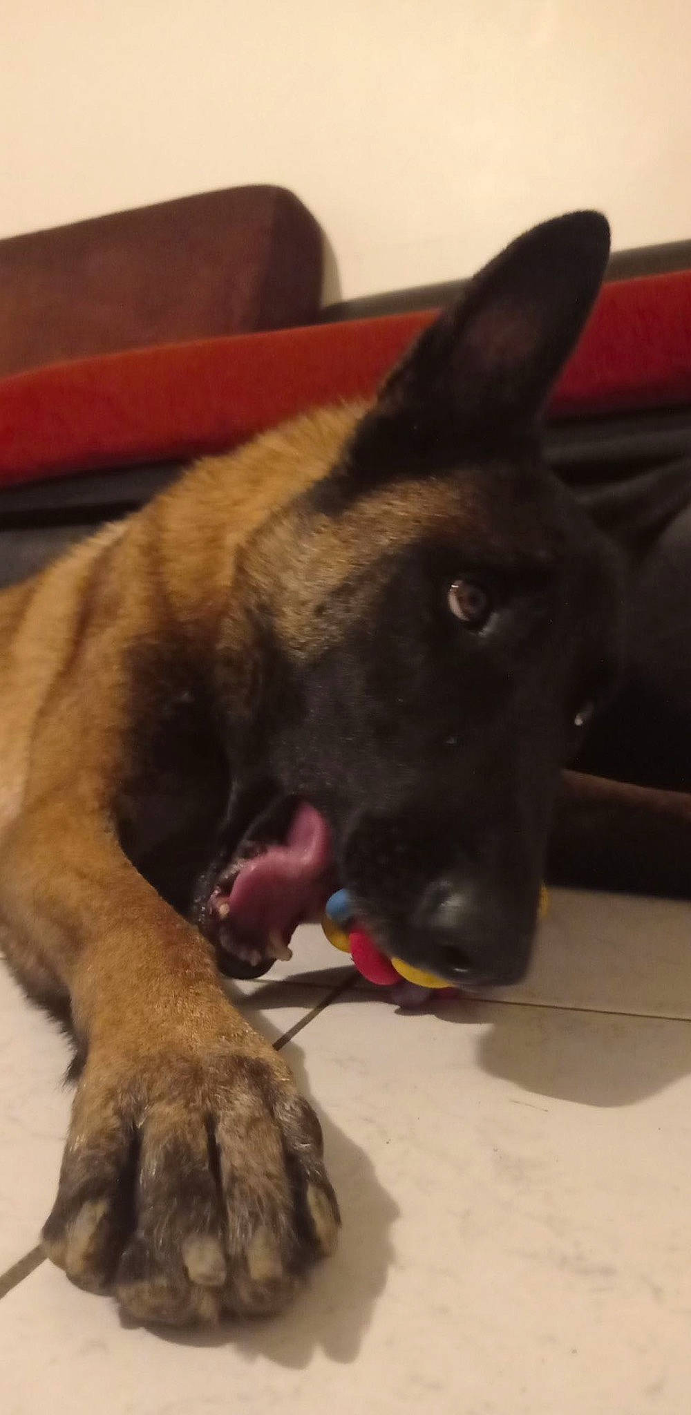 Omalley participe au concours pour gagner de l'argent avec cette photo : canidae, carnivore, collar, companion_dog, dog, dog_breed, dog_supply, fawn, fur, giant_dog_breed, guard_dog, non_sporting_group, paw, pet_supply, snout, sporting_group, tail, whiskers, working_animal, working_dog