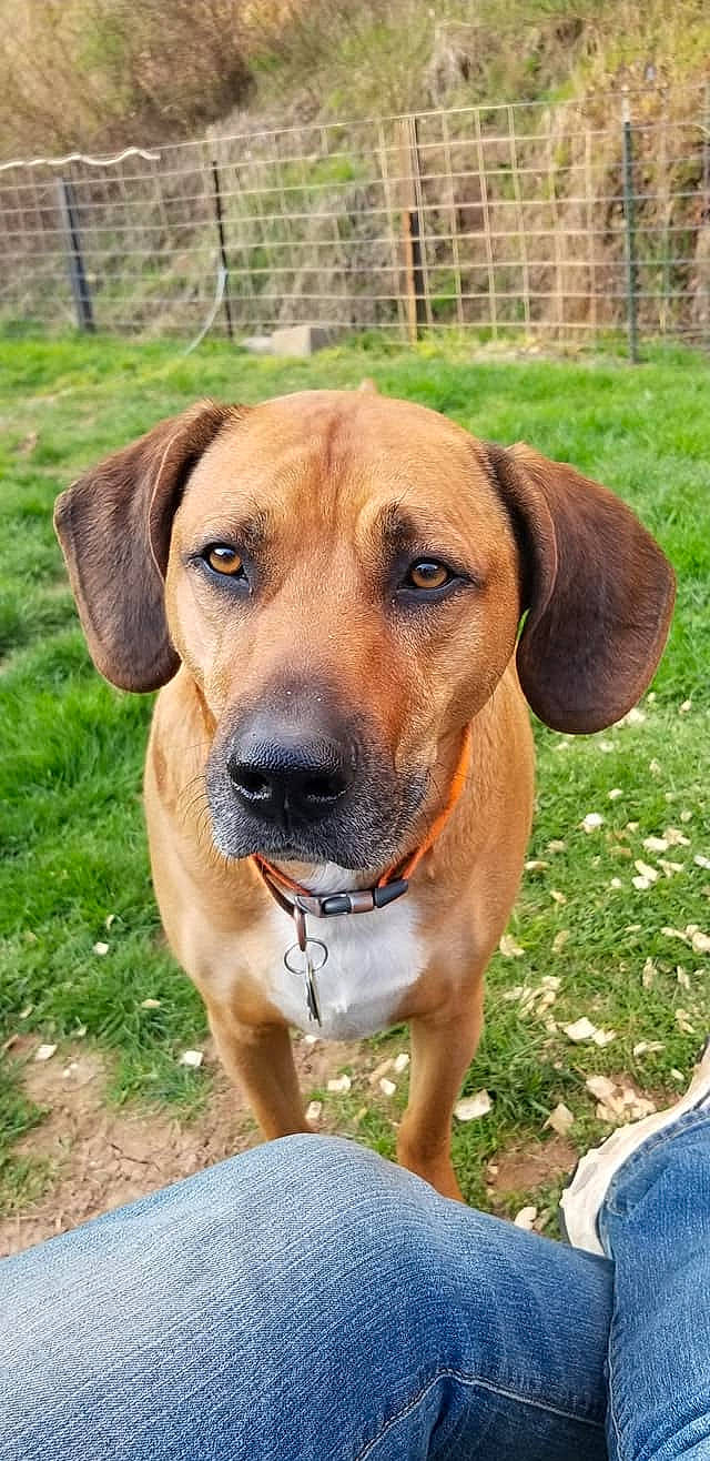 Bronco joined the competition — help win amazing prizes! black_mouth_cur, broholmer, canidae, carnivore, dog, dog_breed, fawn, fila_brasileiro, hound, hunting_dog, mammal, mountain_cur, polish_hound, portuguese_pointer, rare_breed_dog, rhodesian_ridgeback, snout, tosa, tyrolean_hound, vertebrate