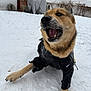 Adonis is registered to the contest to win money with this photo: dog, snow, outdoor, pet, playful, frost, hoodie, canine, animal, winter, yard, suburban, fence, brick_wall, house, cold, fur, paw, mouth_open, daylight