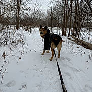 Adonis is registered to the contest to win money with this photo: dog, snow, winter, leash, tree, trail, outdoor, animal, canine, nature, cold, forest, walk, hoodie, pet, path, bare_tree, daytime, fur, park