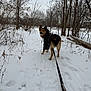 dog, snow, winter, leash, tree, trail, outdoor, animal, canine, nature, cold, forest, walk, hoodie, pet, path, bare_tree, daytime, fur, park