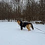 Adonis is registered to the contest to win money with this photo: dog, snow, winter, jacket, leash, outdoor, trees, nature, cold, canine, animal, forest, park, walking, pet, fur, tail, quiet, season, background