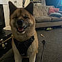 animal, black_harness, brown_fur, canine, carpet, couch, dog, door, floor, furniture, happy, harness, home, indoor, leash, living_room, pet, pillow, smiling, toy