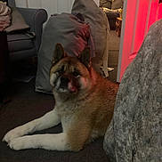 Clancy is registered to the contest to win money with this photo: animal, brown_fur, canine, carpet, couch, cozy, dog, door, furniture, home, indoor, living_room, low_light, pet, pillows, red_light, relaxed, resting, shadow, white_paws