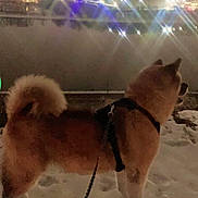 Clancy is registered to the contest to win money with this photo: animal, canine, city_lights, cold, dark, dog, evening, fur, harness, leash, night, outdoor, quiet, reflection, scenery, snow, standing, urban, water, winter
