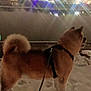 animal, canine, city_lights, cold, dark, dog, evening, fur, harness, leash, night, outdoor, quiet, reflection, scenery, snow, standing, urban, water, winter