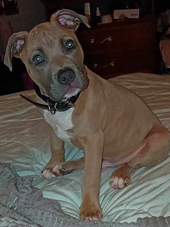 Chance is registered to the contest to win money with this photo: puppy, dog, bed, collar, brown_dog, indoor, pet, cute, fur, animal, canine, young_dog, head_tilt, looking, sitting, blanket, furniture, domestic, home, resting