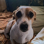 Tyson a rejoint le concours — aidez-le/la à gagner de superbes lots ! dog, close_up, pet, indoor, bed, blanket, pillow, brown, white, fur, animal, cute, looking_at_camera, portrait, cozy, resting, domestic_animal, companion, eyes, snout