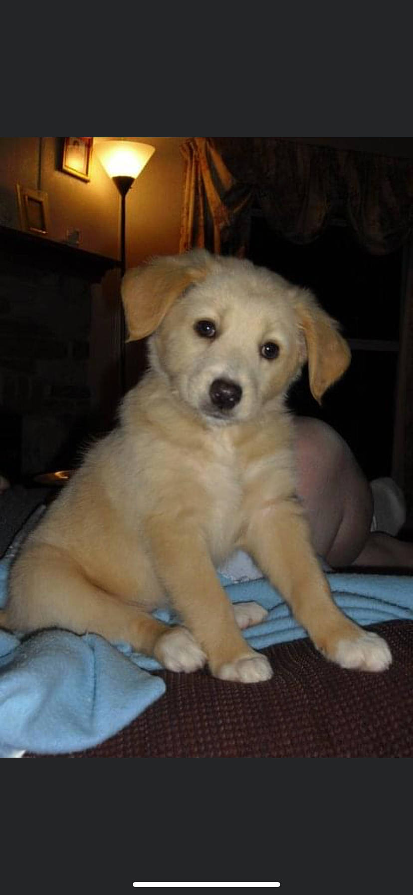 Bella is registered to the contest to win money with this photo: canidae, carnivore, companion_dog, dog, dog_breed, fawn, fur, lamp, lampshade, light_fixture, non_sporting_group, sporting_group, tail, terrestrial_animal, tree, working_animal