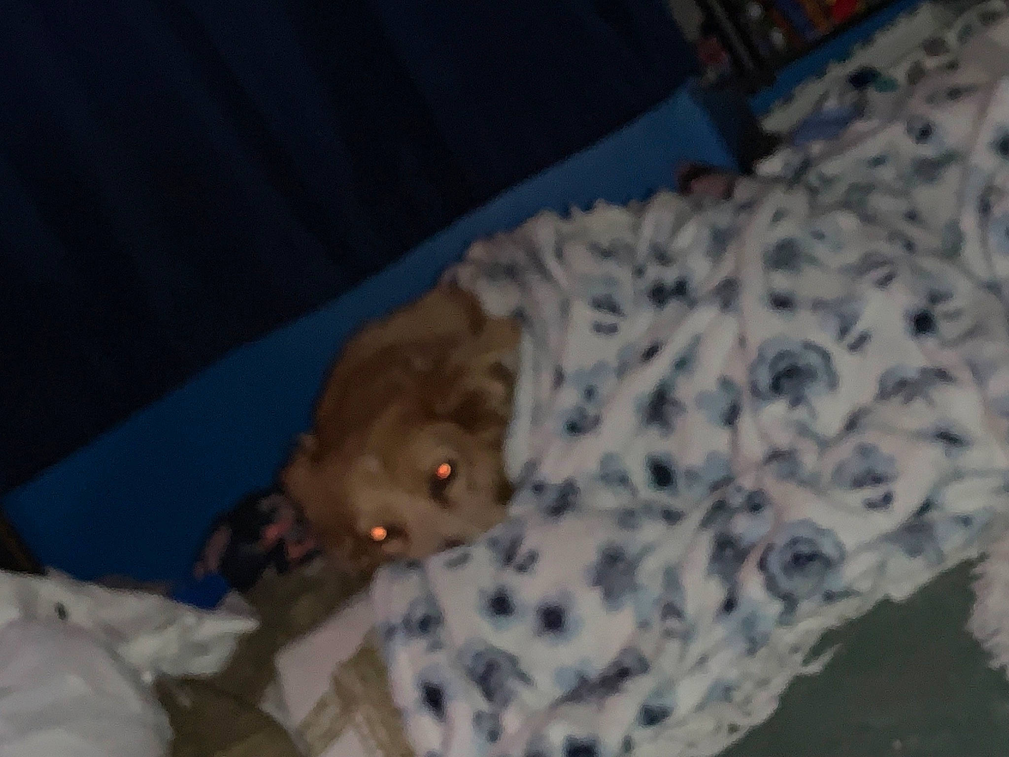 Bella joined the competition — help win amazing prizes! canidae, comfort, darkness, dog_breed, event, fun, fur, human_leg, linens, night, pattern, room, sleeve, sporting_group