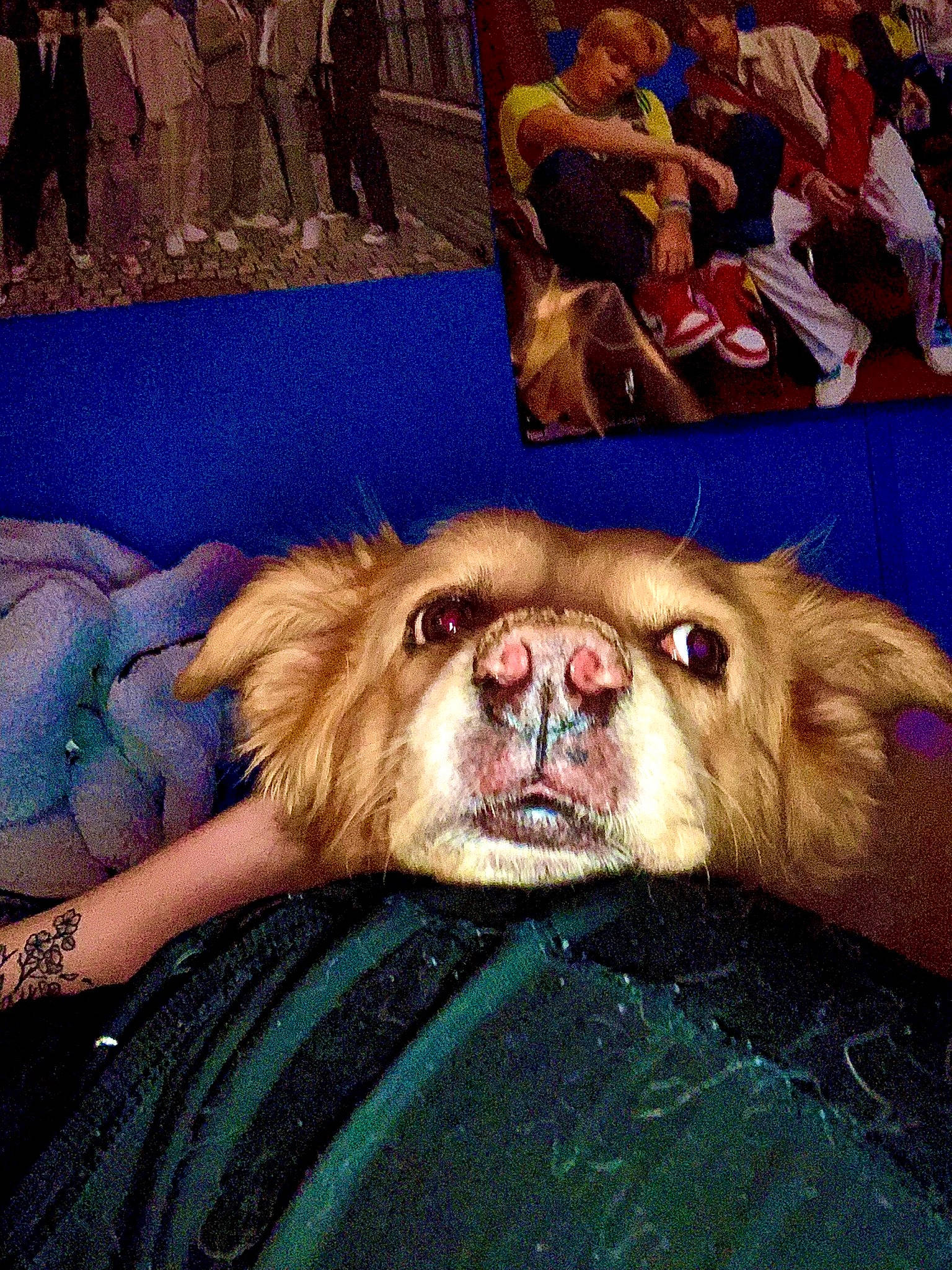 Bella joined the competition — help win amazing prizes! art, canidae, carnivore, companion_dog, dog, dog_breed, fawn, fictional_character, flesh, fun, fur, liver, snout, sporting_group, terrestrial_animal, toy_dog, visual_arts, whiskers, working_animal, wrinkle