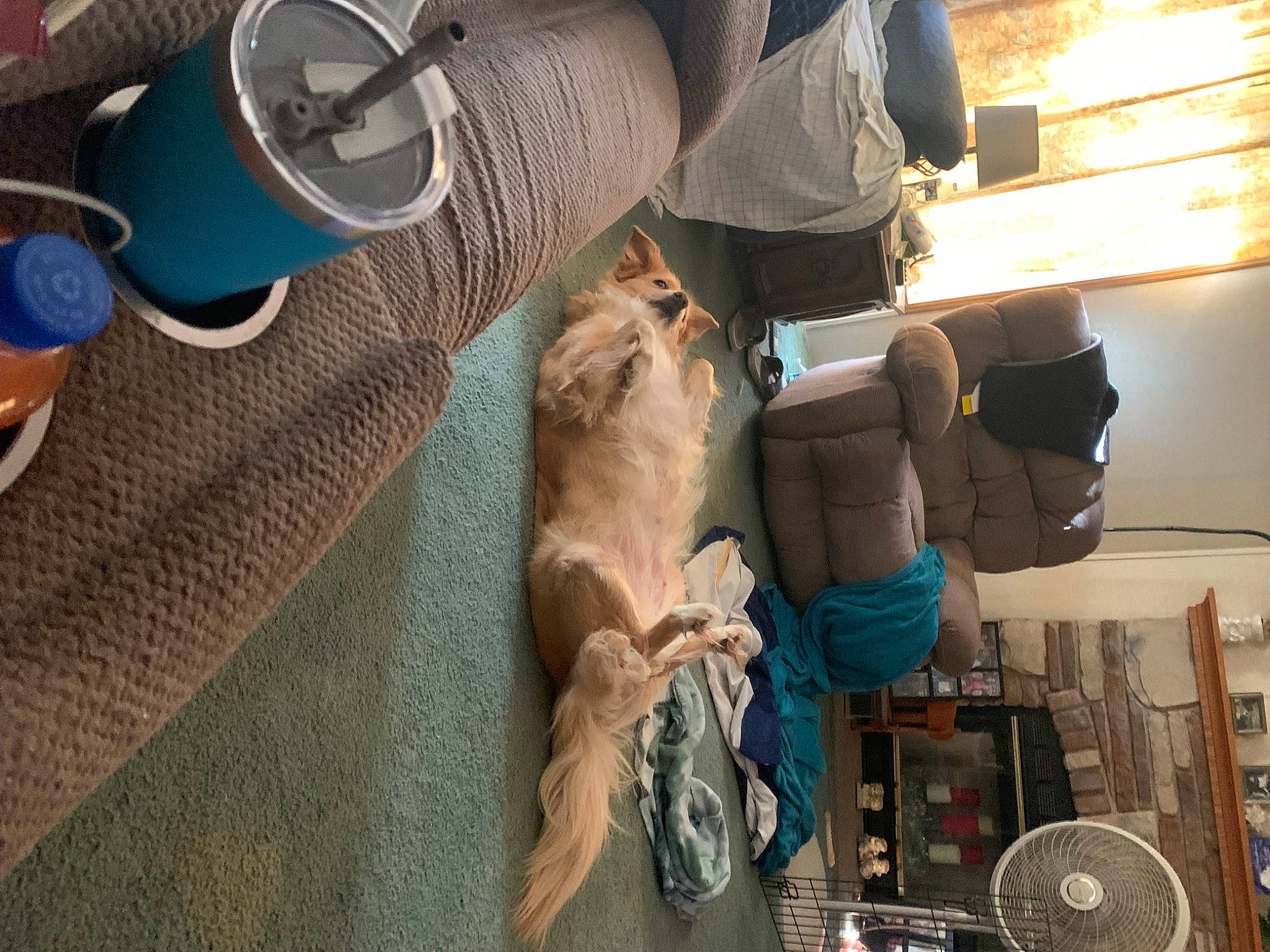 Bella is registered to the contest to win money with this photo: audio_equipment, carnivore, cat, comfort, companion_dog, eyewear, fawn, felidae, flooring, fur, hardwood, human_leg, luggage_and_bags, room, small_to_medium_sized_cats, sporting_group, tableware, water_bottle, whiskers, wood