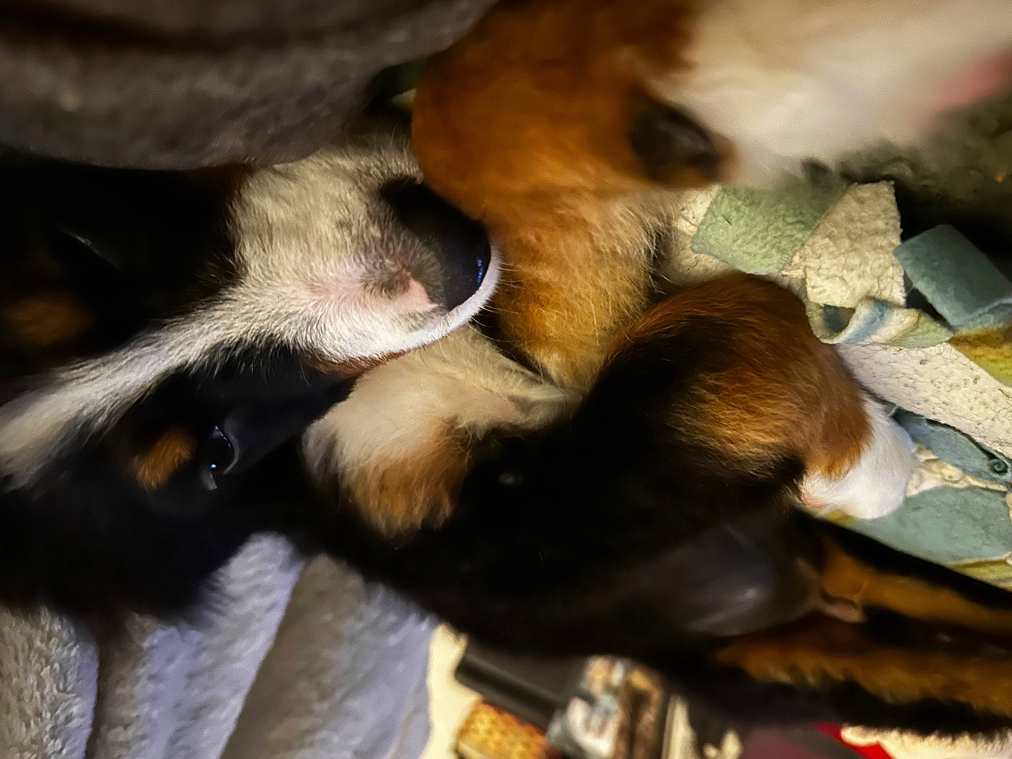 Beau joined the competition — help win amazing prizes! beagle, beaglier, canidae, carnivore, claw, comfort, companion_dog, dog, dog_breed, ear, fawn, fur, nap, paw, sleep, snout, sporting_group, tail, working_dog