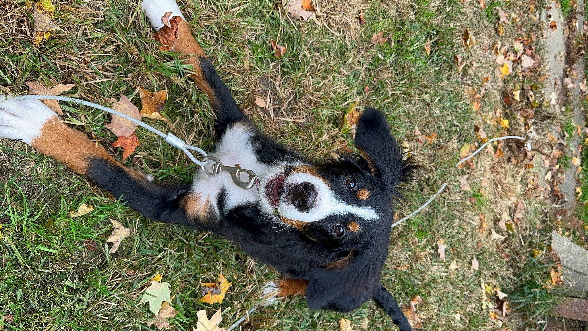 Beau joined the competition — help win amazing prizes! canidae, carnivore, companion_dog, dog, dog_breed, fawn, fur, grass, hunting_dog, paw, plant, snout, soil, sporting_group, tail, terrestrial_animal, whiskers, wildlife, working_animal, working_dog