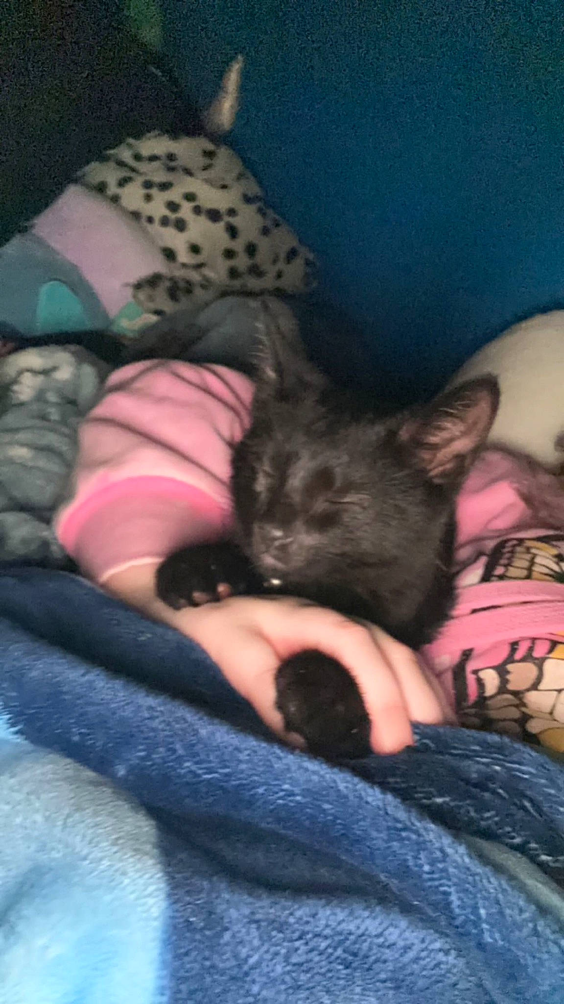 Stewie is registered to the contest to win money with this photo: carnivore, cat, comfort, companion_dog, dog_breed, domestic_short_haired_cat, felidae, fur, gesture, grey, human_leg, lap, linens, nail, nap, paw, sitting, small_to_medium_sized_cats, thigh, whiskers