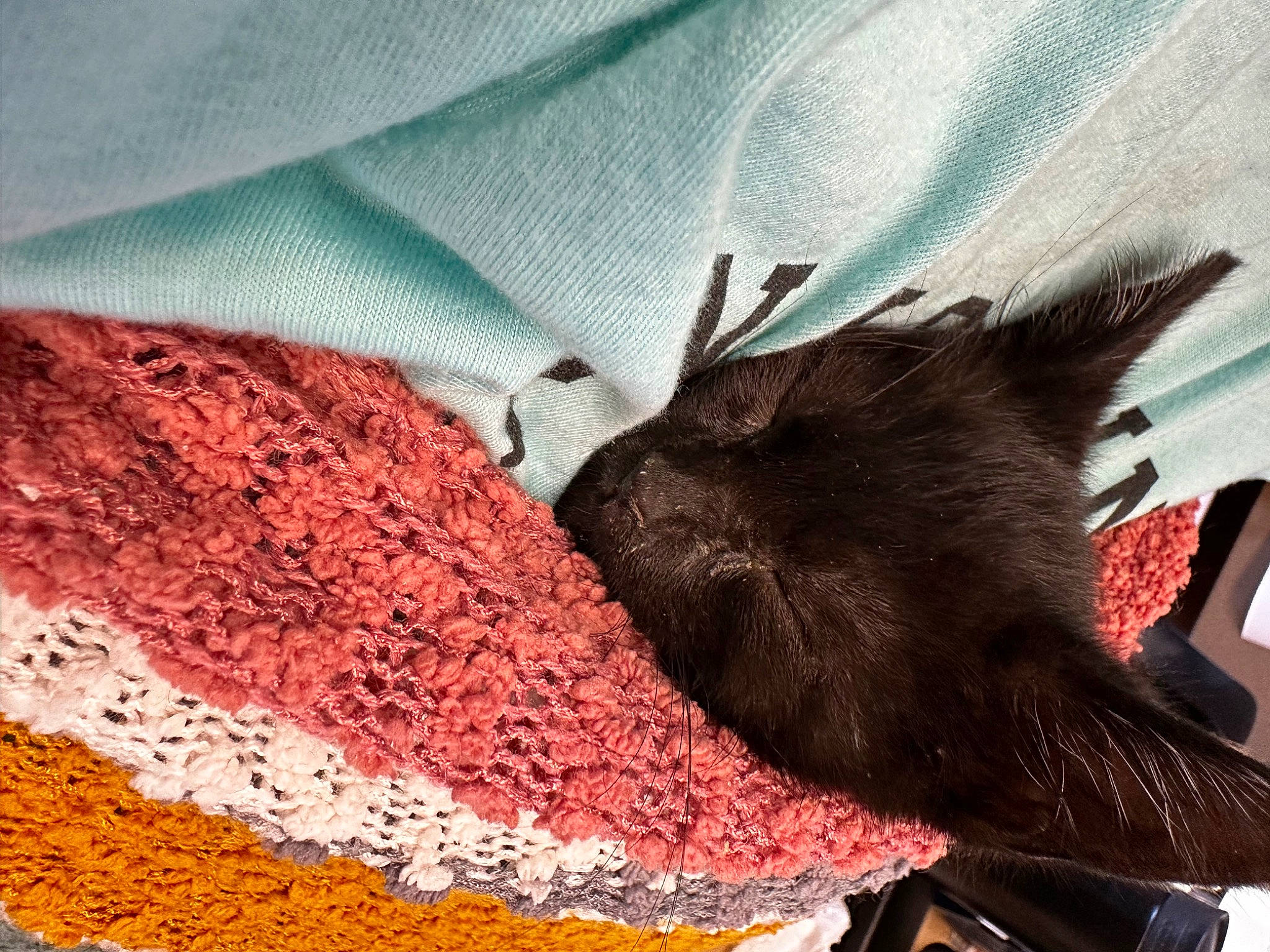 Stewie joined the competition — help win amazing prizes! art, cap, carmine, craft, doily, fashion_accessory, fur, glove, linens, magenta, pattern, sleeve, t_shirt, textile, thread, visual_arts, weaving, wool, woolen, woven_fabric