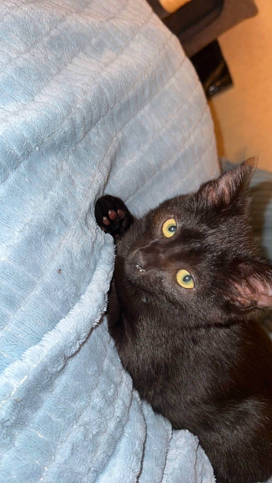 Stewie is registered to the contest to win money with this photo: black_cat, carnivore, cat, claw, comfort, domestic_short_haired_cat, felidae, fur, grey, linens, small_to_medium_sized_cats, snout, tail, terrestrial_animal, whiskers