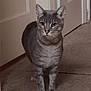 Aura is registered to the contest to win money with this photo: alert, animal, carpet, cat, closeup, curious, domestic, door, ears, feline, floor, gray_tabby, hallway, home, indoor, looking, mammal, pet, standing, whiskers