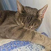 Aura is registered to the contest to win money with this photo: animal, blue_pattern, cat, closeup, cozy, cute, domestic_cat, fur_texture, gray_fur, indoor, nap, paw, peaceful, pet, quilt, relaxation, rest, sleeping, soft, whiskers