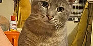 Aura is registered to the contest to win money with this photo: animal, bottle, cat, closeup, curious, domestic, ears, feline, fur, gray_tabby, household, indoor, looking, orange_cup, pet, portrait, sitting, tail, whiskers, window_ac