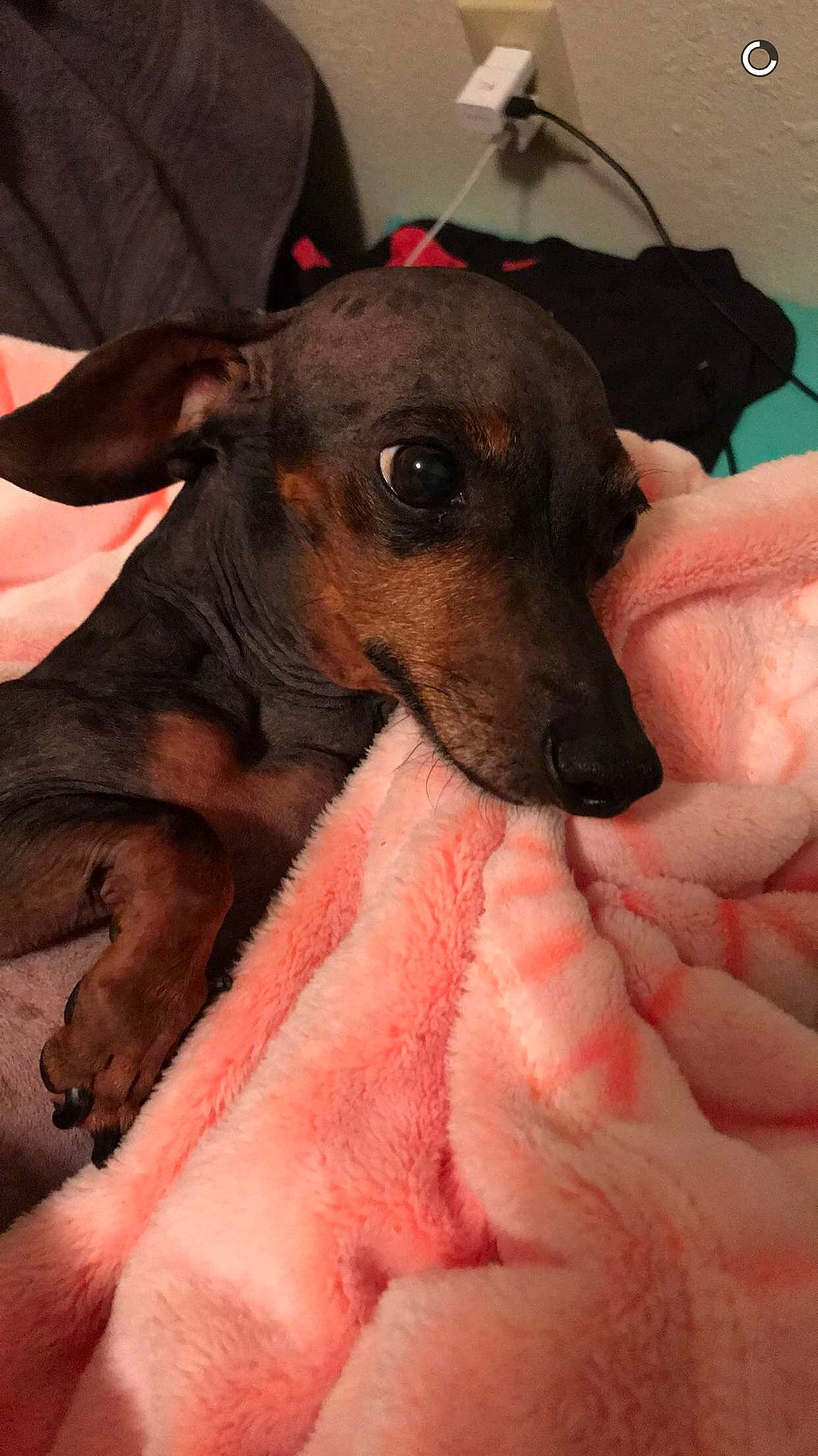 Goober is registered to the contest to win money with this photo: american_hairless_terrier, canidae, carnivore, dog, dog_breed, english_toy_terrier, german_pinscher, greyhound, mammal, manchester_terrier, miniature_pinscher, non_sporting_group, peruvian_hairless_dog, pinscher, prazsky_krysarik, snout, toy_dog, toy_manchester_terrier, vertebrate, whiskers