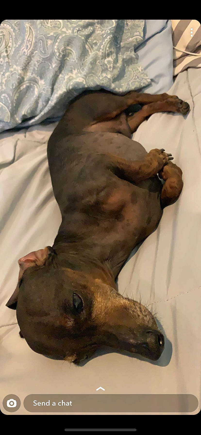 Goober is registered to the contest to win money with this photo: canidae, carnivore, dog, dog_breed, fawn, hound, non_sporting_group, peruvian_hairless_dog