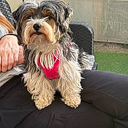 Tagada a rejoint le concours — aidez-le/la à gagner de superbes lots ! animal, black_pants, casual, chair, companion, cute, dog, fluffy, fur, green_grass, hand, lap, outdoor, person, pet, pink_harness, portrait, relaxed, sitting, wicker_chair