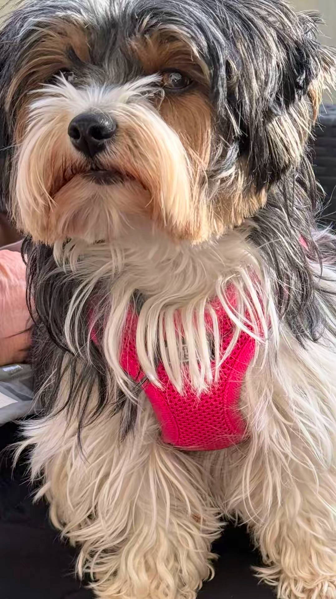 adorable, beard, black_and_white_fur, close_up, couch, dog, eye, fluffy, hand, harness, indoor, long_hair, nose, paws, pet, pink_harness, portrait, sitting, small_dog, whiskers