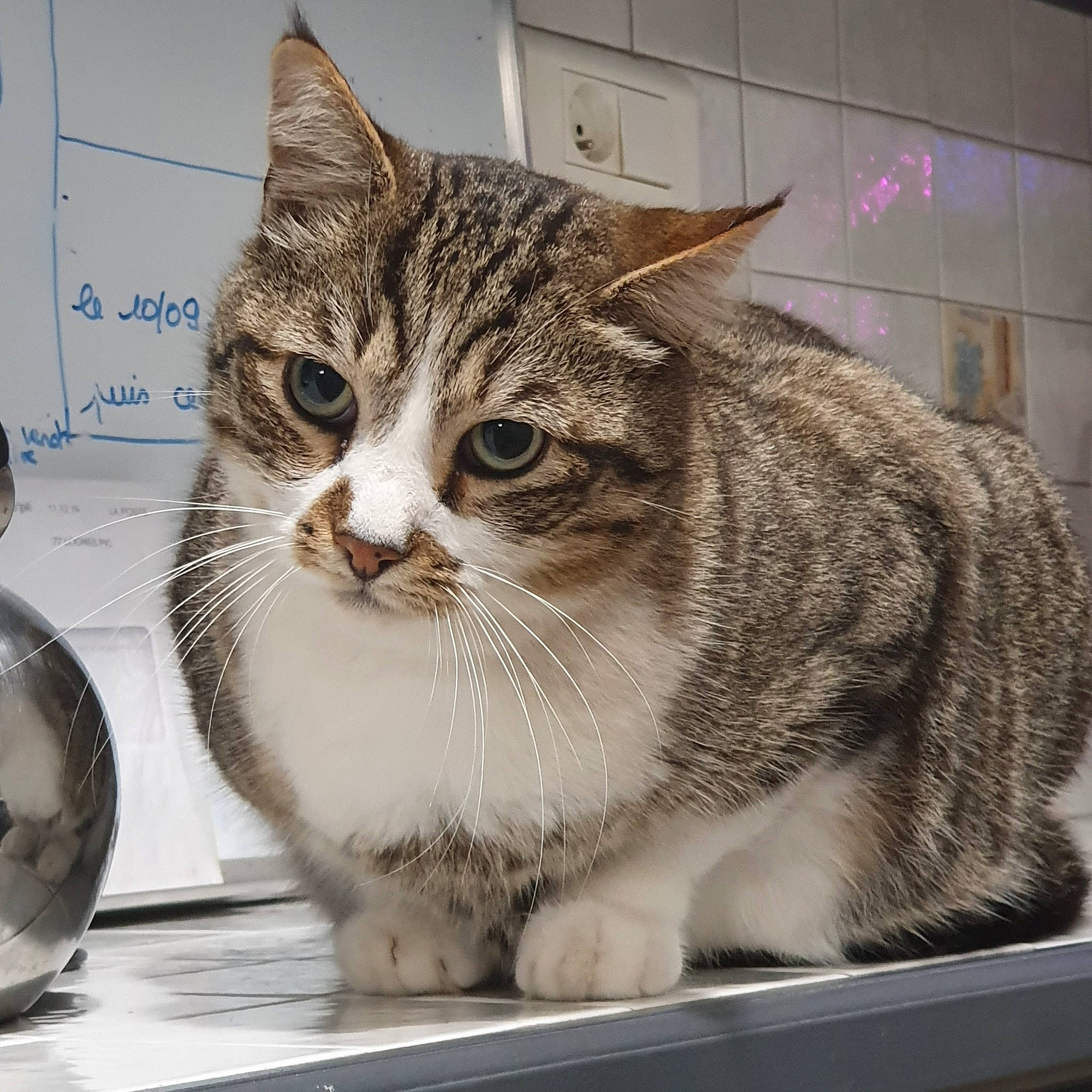 Chyper participe au concours pour gagner de l'argent avec cette photo : aegean_cat, american_shorthair, american_wirehair, asian, australian_mist, british_semi_longhair, california_spangled, carnivore, cat, domestic_short_haired_cat, dragon_li, european_shorthair, felidae, kitten, mammal, small_to_medium_sized_cats, tabby_cat, vertebrate, whiskers
