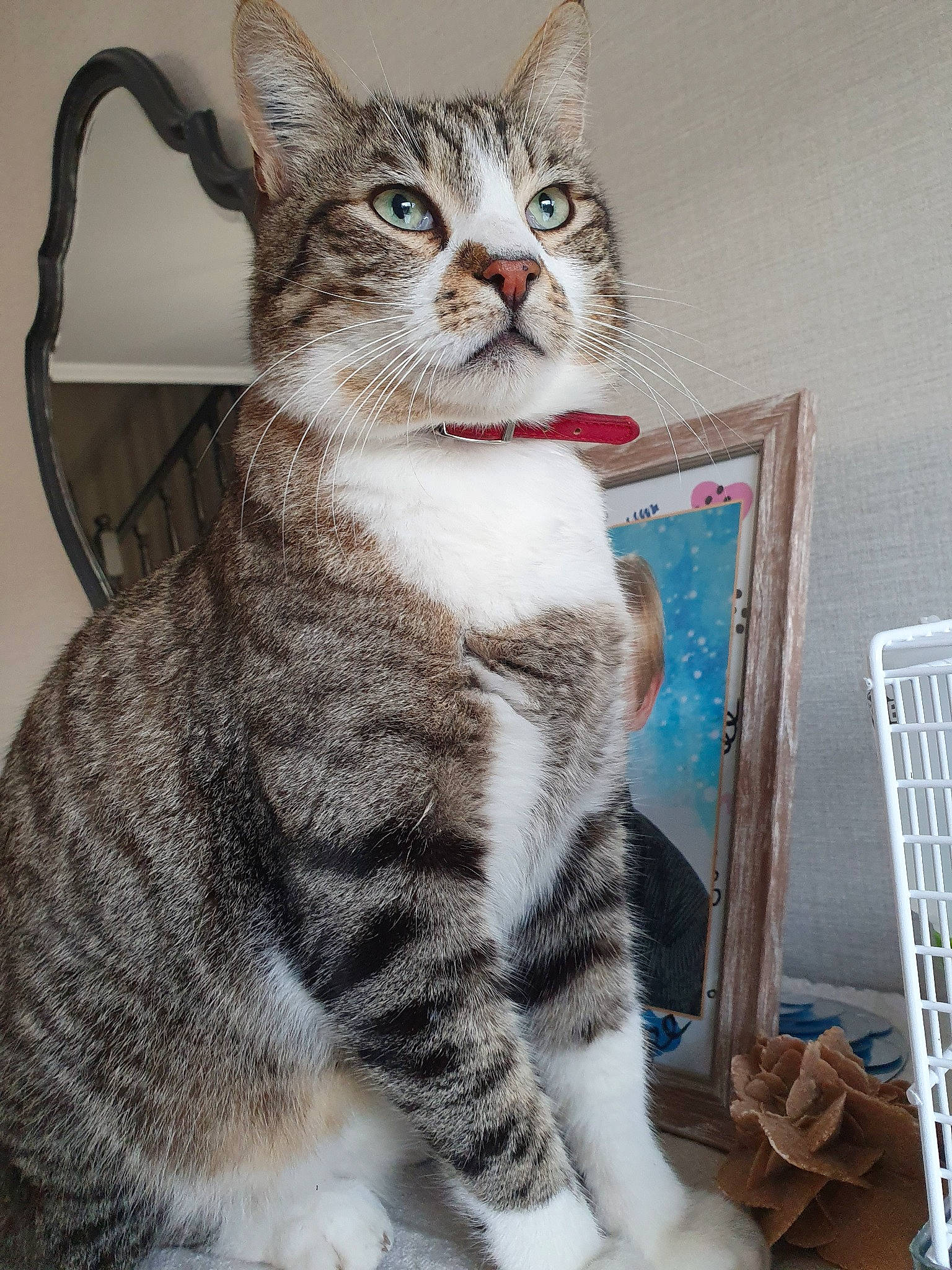 Chyper participe au concours pour gagner de l'argent avec cette photo : aegean_cat, american_shorthair, american_wirehair, asian, australian_mist, california_spangled, carnivore, cat, domestic_short_haired_cat, dragon_li, egyptian_mau, european_shorthair, felidae, kitten, mammal, polydactyl_cat, small_to_medium_sized_cats, tabby_cat, vertebrate, whiskers