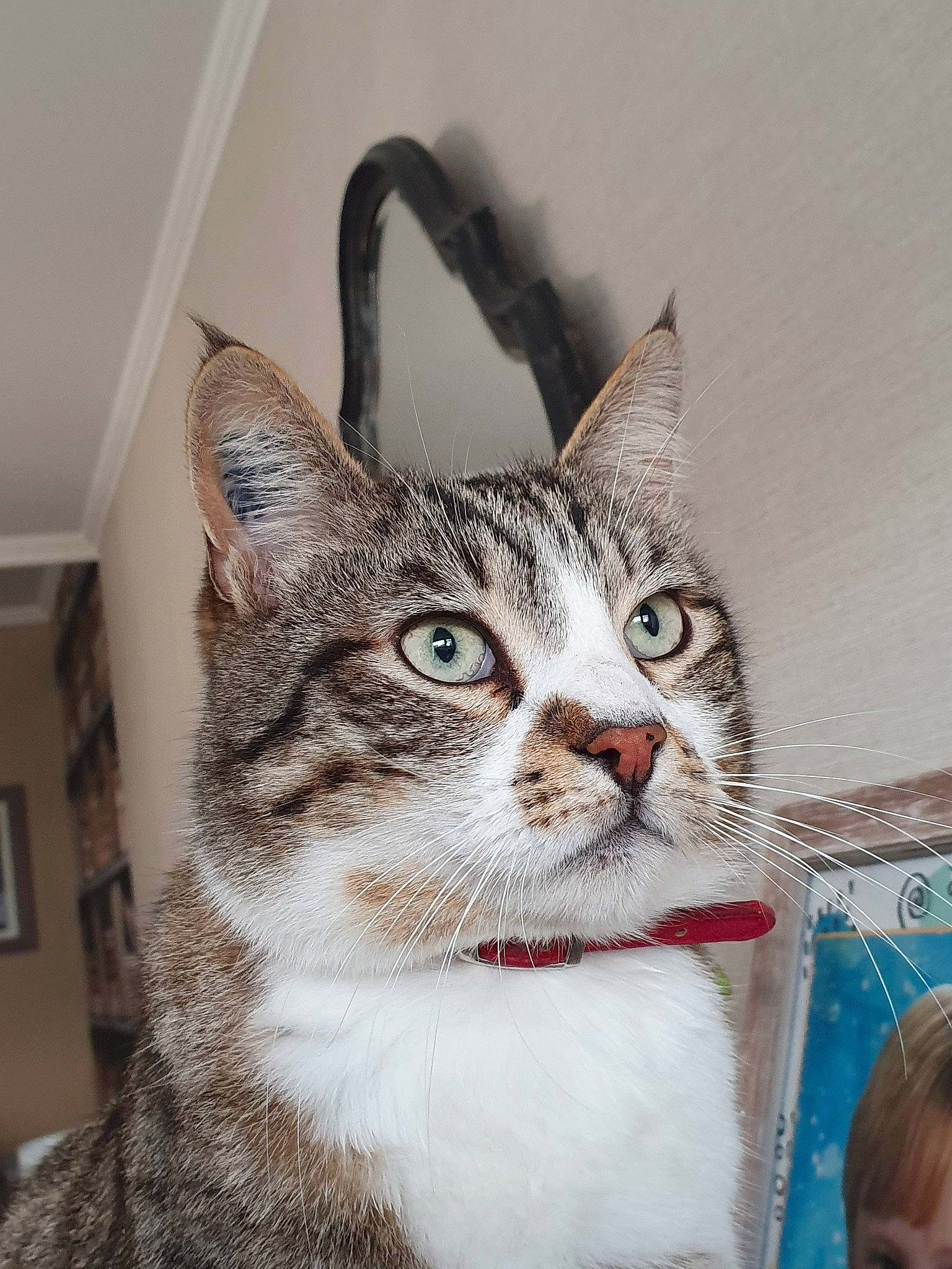 Chyper participe au concours pour gagner de l'argent avec cette photo : aegean_cat, american_shorthair, american_wirehair, asian, carnivore, cat, domestic_short_haired_cat, ear, european_shorthair, felidae, kitten, mammal, small_to_medium_sized_cats, snout, tabby_cat, whiskers