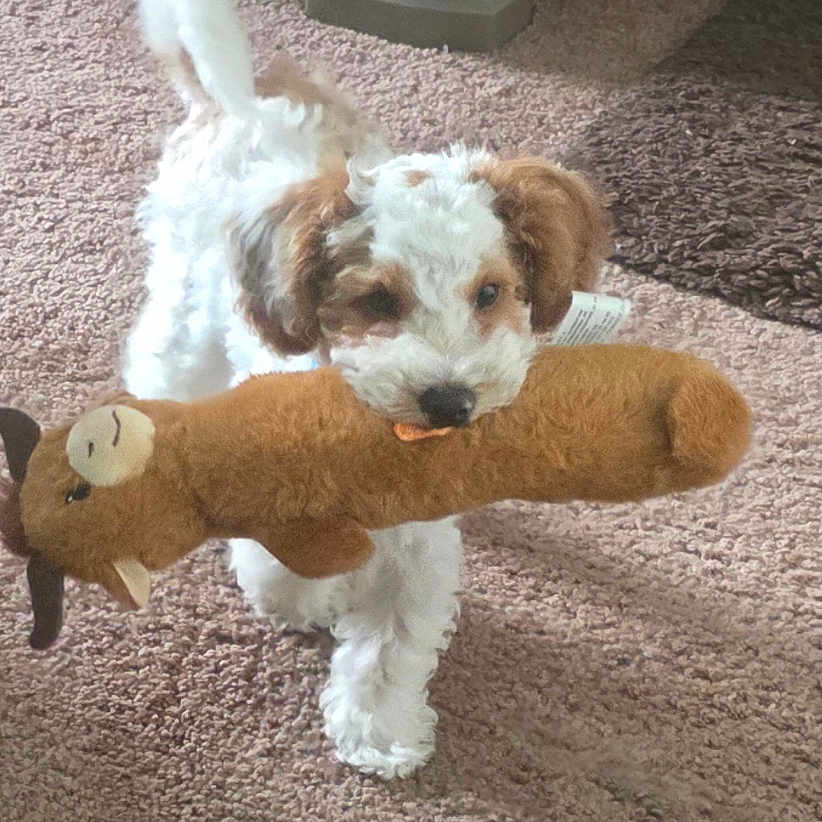 Tico