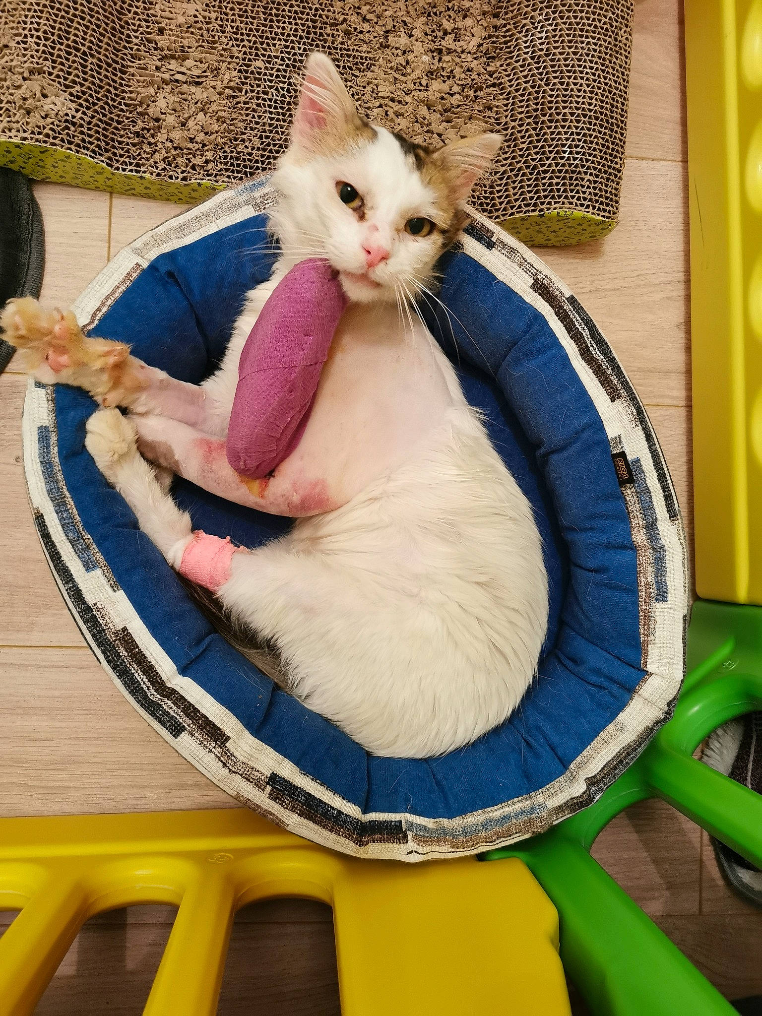 Miumiu participe au concours pour gagner de l'argent avec cette photo : baby_products, blue, boats_and_boating_equipment_and_supplies, carnivore, cat, child, claw, comfort, domestic_short_haired_cat, fawn, felidae, fur, leisure, paw, pet_supply, recreation, sitting, small_to_medium_sized_cats, tail, whiskers