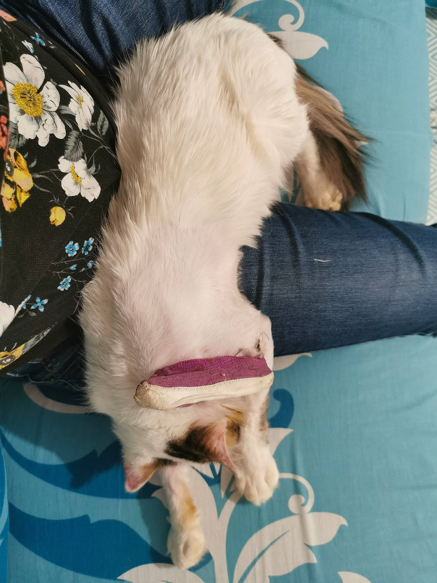 Miumiu a rejoint le concours — aidez-le/la à gagner de superbes lots ! bed, carnivore, collar, comfort, companion_dog, couch, dog_breed, dress, fawn, felidae, foot, hair, human_leg, liver, small_to_medium_sized_cats, snout, tail, textile, whiskers, working_animal