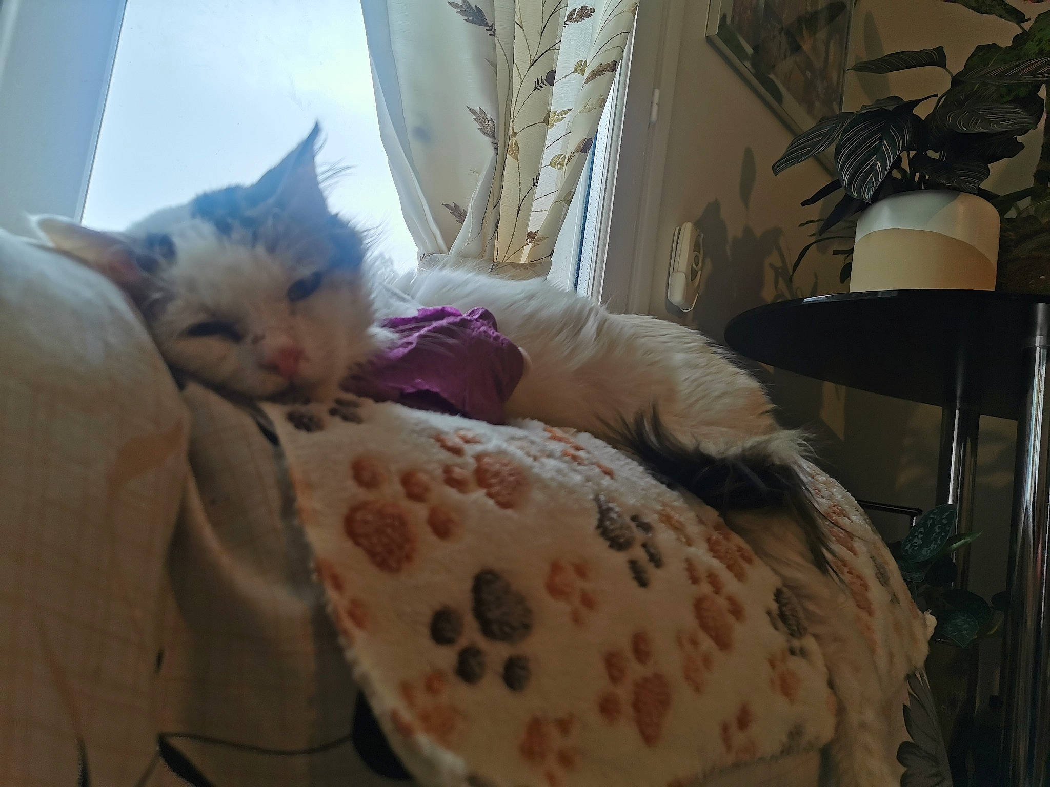 Miumiu a rejoint le concours — aidez-le/la à gagner de superbes lots ! bed, bed_sheet, bedding, bedroom, carnivore, cat, chair, comfort, companion_dog, domestic_short_haired_cat, fawn, felidae, fur, human_leg, linens, room, small_to_medium_sized_cats, tail, whiskers, wood