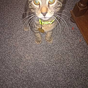 Sidney joined the competition — help win amazing prizes! cat, tabby, collar, pet, indoor, carpet, furniture, whiskers, closeup, curious, animal, domestic, cute, floor, tag, neon, eyes, fur, paws, home